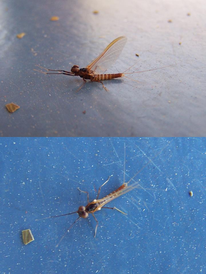 FIGURE 1 FIGURE 1